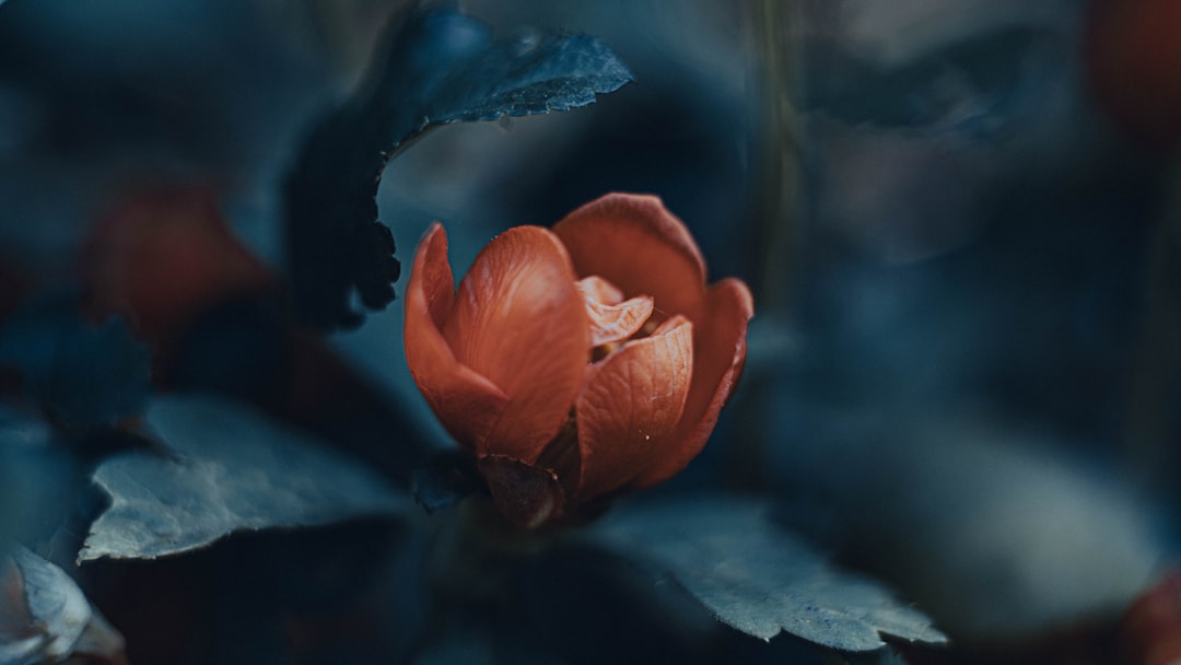 Regels van hartenjagen: zo werkt het spel precies